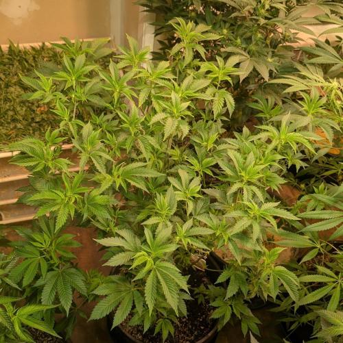Forbidden Fruit . Week 19