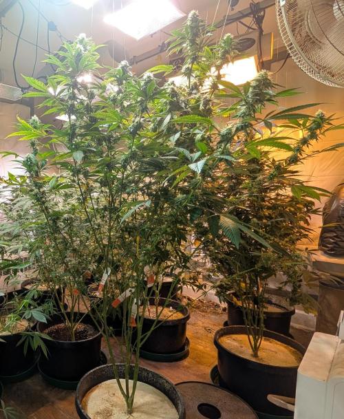 Super Boof. Week 19