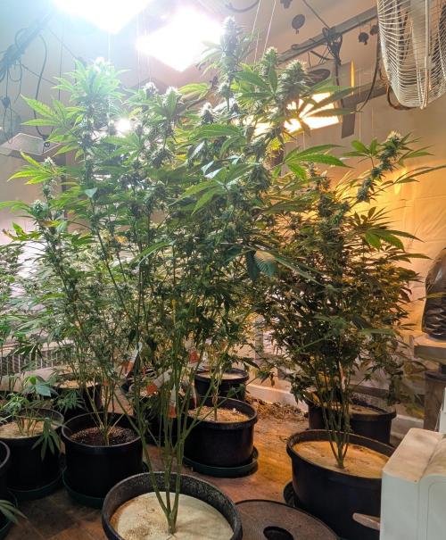 Super Boof. Week 19