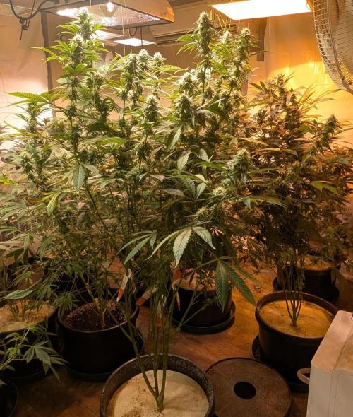 Super Boof. Week 19