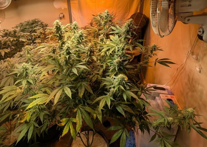 Super Boof. Week 19