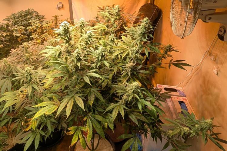 Super Boof. Week 19