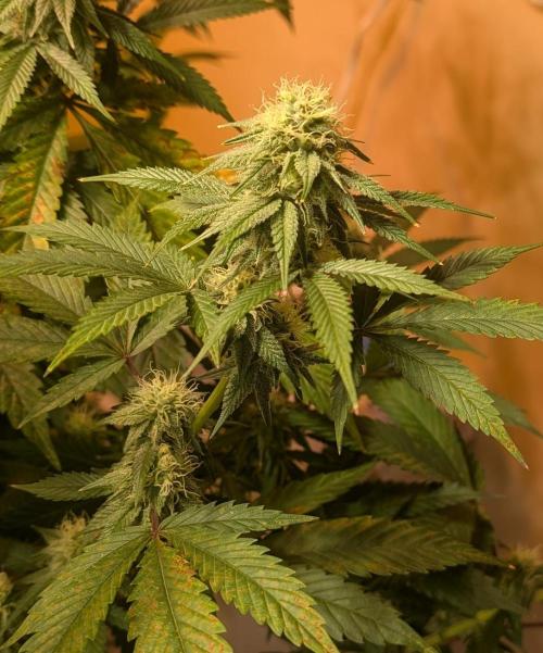 Super Boof. Week 19