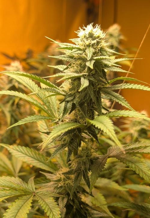 Super Boof. Week 19
