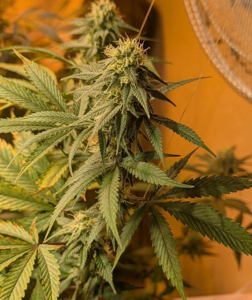 Super Boof. Week 19