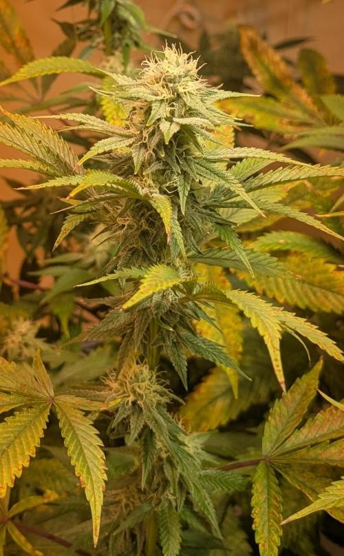 Super Boof. Week 19