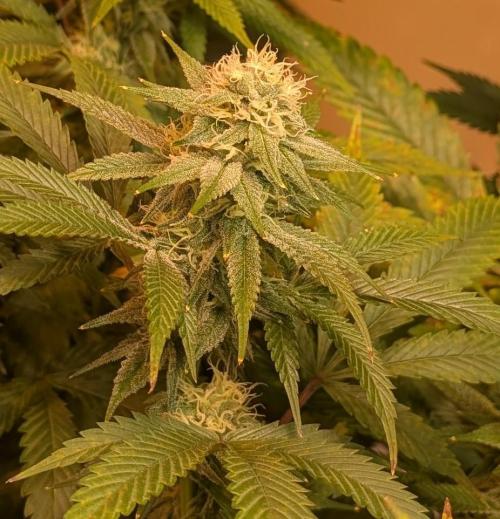 Super Boof. Week 19