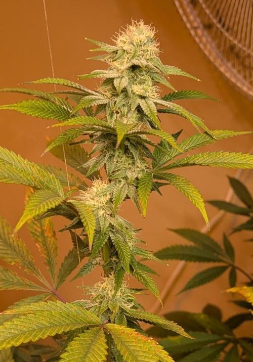 Super Boof. Week 19