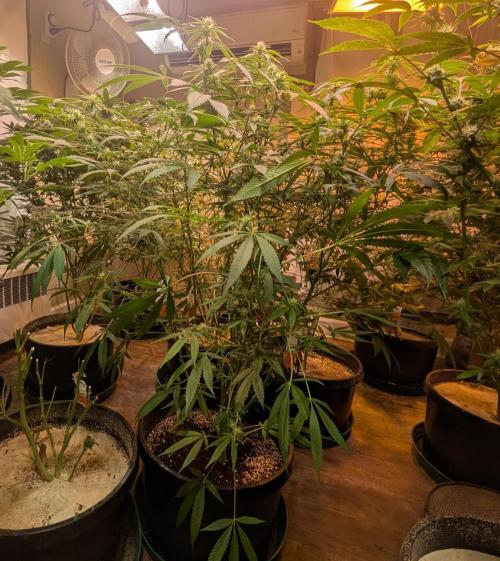 Sunset Sherbet. Week 19