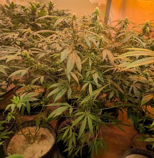 Sunset Sherbet. Week 19