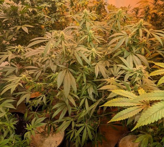 Sunset Sherbet. Week 19
