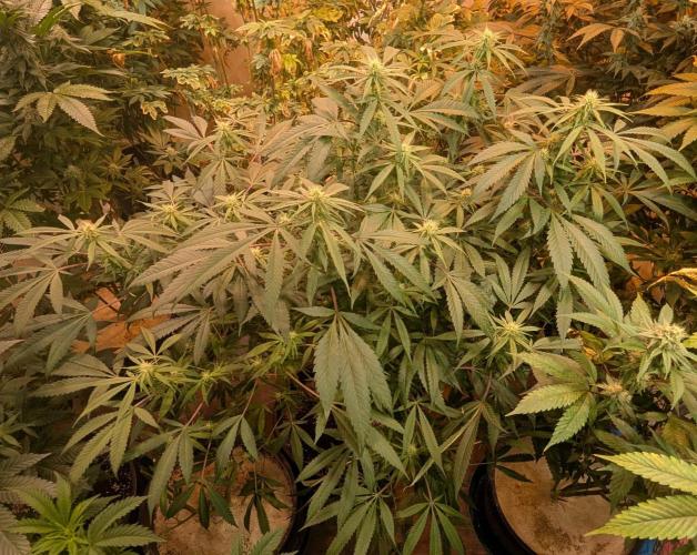 Sunset Sherbet. Week 19