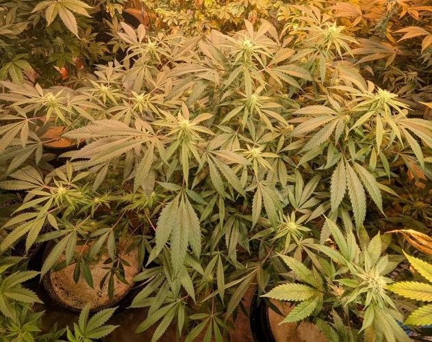 Sunset Sherbet. Week 19