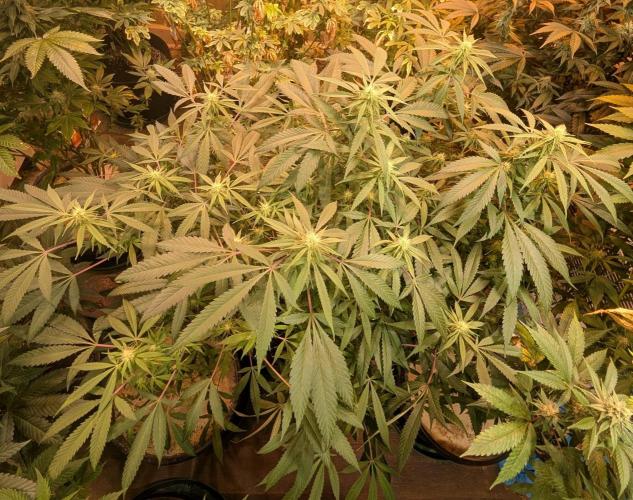 Sunset Sherbet. Week 19
