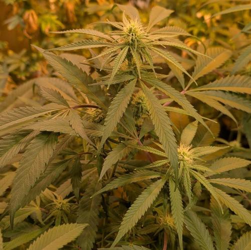 Sunset Sherbet. Week 19