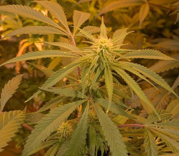 Sunset Sherbet. Week 19