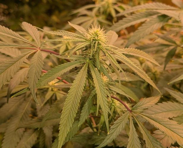 Sunset Sherbet. Week 19