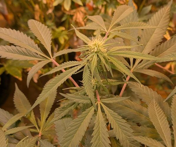 Sunset Sherbet. Week 19