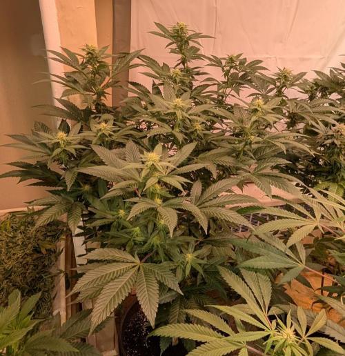 Cereal Milk. Week 19