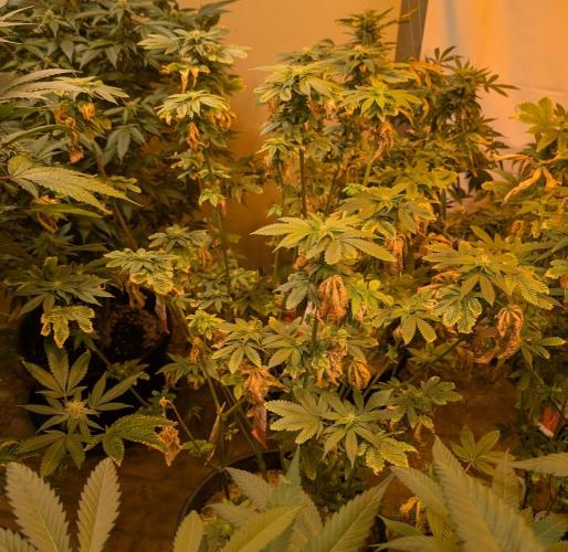 Pink Gelato. Week 19