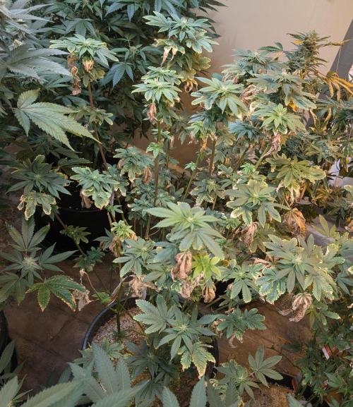 Pink Gelato. Week 19