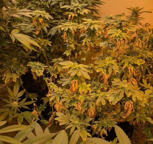 Pink Gelato. Week 19