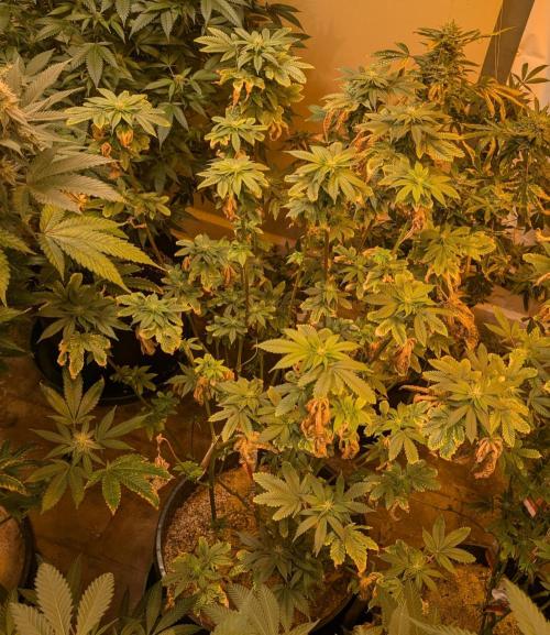 Pink Gelato. Week 19