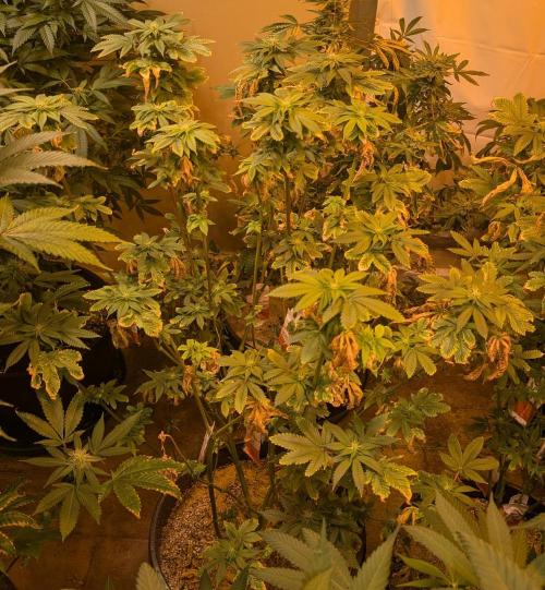 Pink Gelato. Week 19