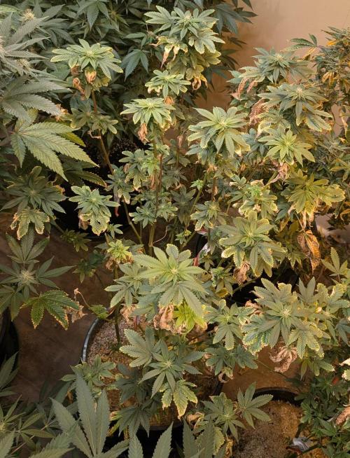 Pink Gelato. Week 19