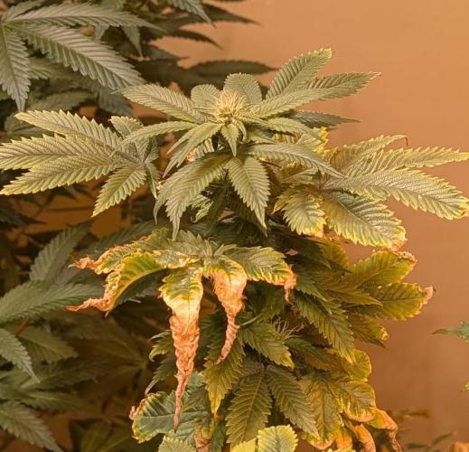 Pink Gelato. Week 19