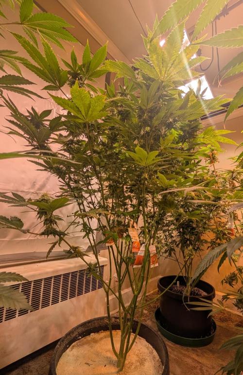 Fruity Pebbles. Week 19
