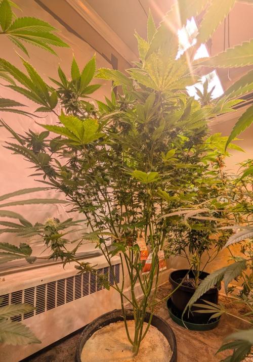 Fruity Pebbles. Week 19