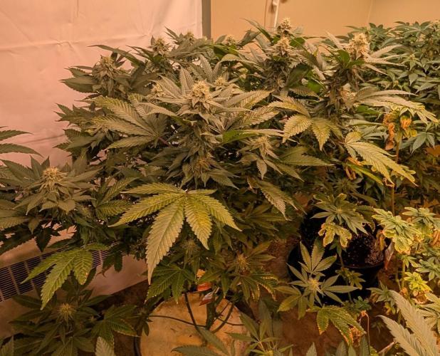 Fruity Pebbles. Week 19