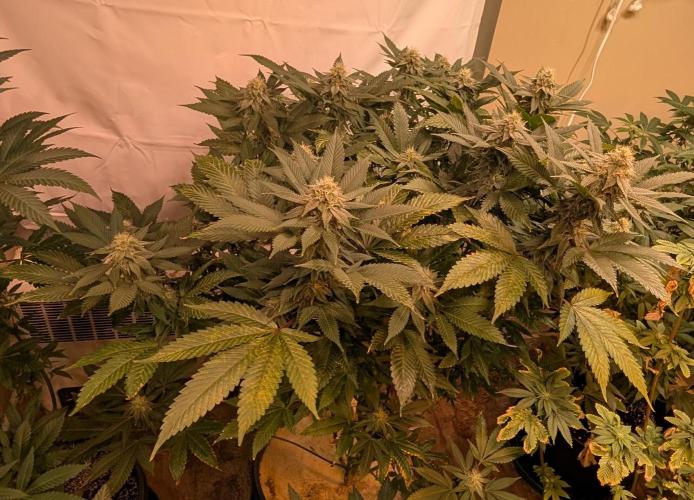 Fruity Pebbles. Week 19
