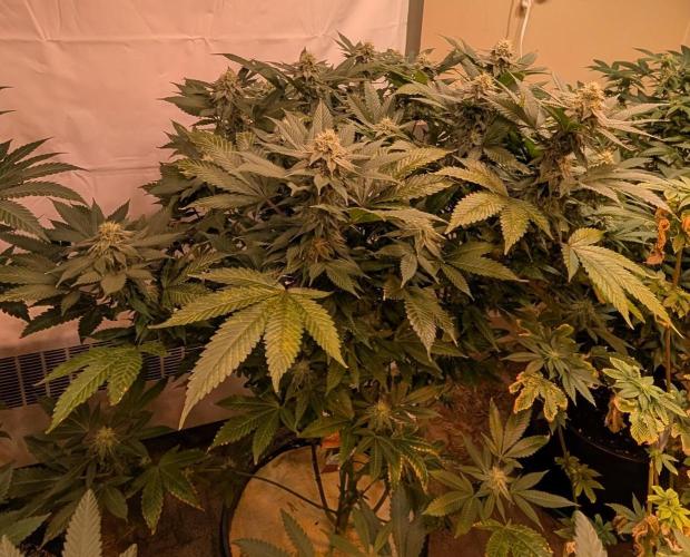 Fruity Pebbles. Week 19