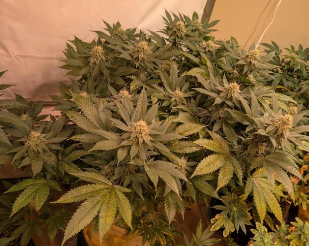 Fruity Pebbles. Week 19