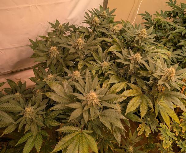Fruity Pebbles. Week 19