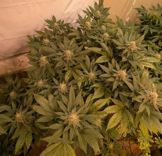 Fruity Pebbles. Week 19