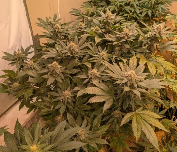 Fruity Pebbles. Week 19