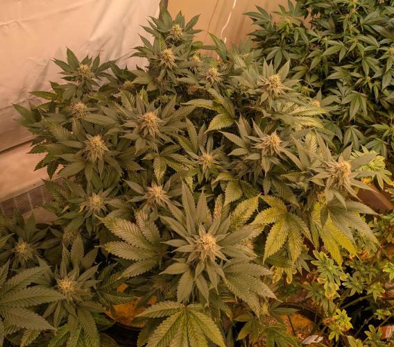 Fruity Pebbles. Week 19