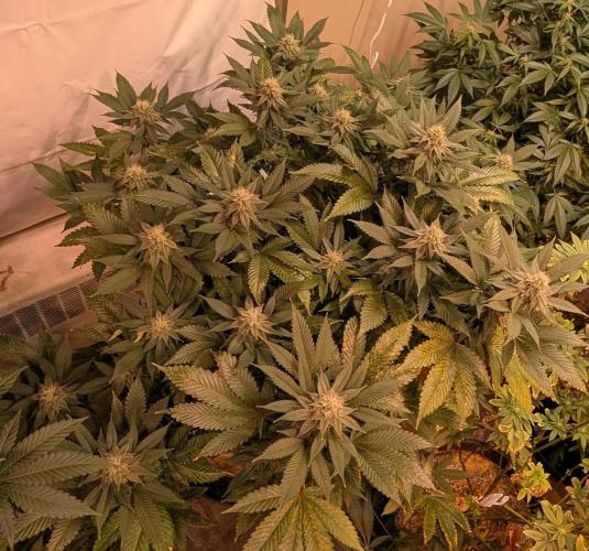Fruity Pebbles. Week 19
