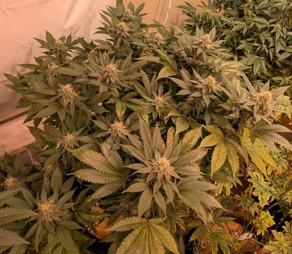 Fruity Pebbles. Week 19