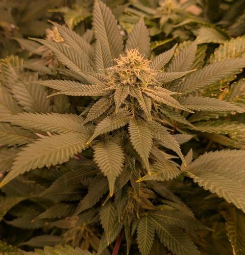 Fruity Pebbles. Week 19