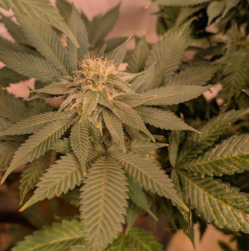 Fruity Pebbles. Week 19