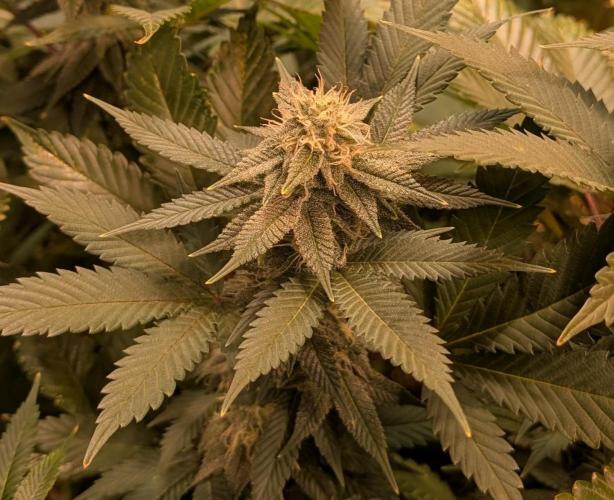 Fruity Pebbles. Week 19