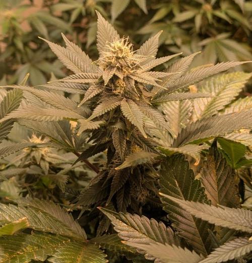 Fruity Pebbles. Week 19
