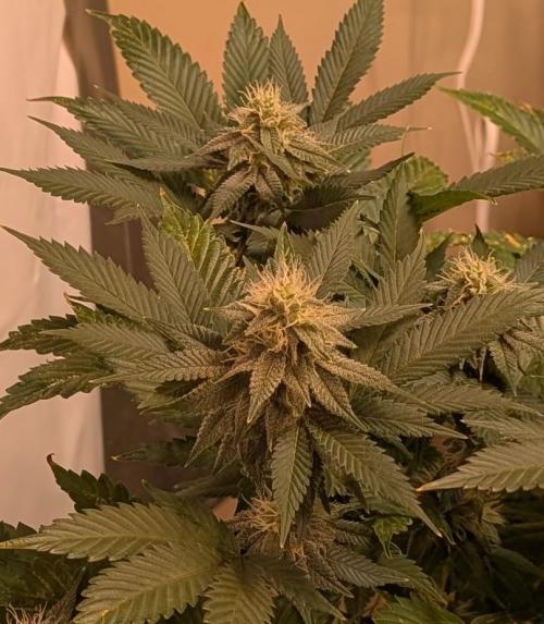 Fruity Pebbles. Week 19