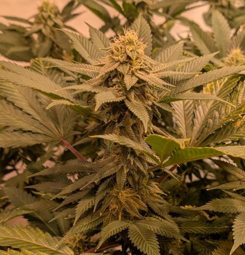 Fruity Pebbles. Week 19