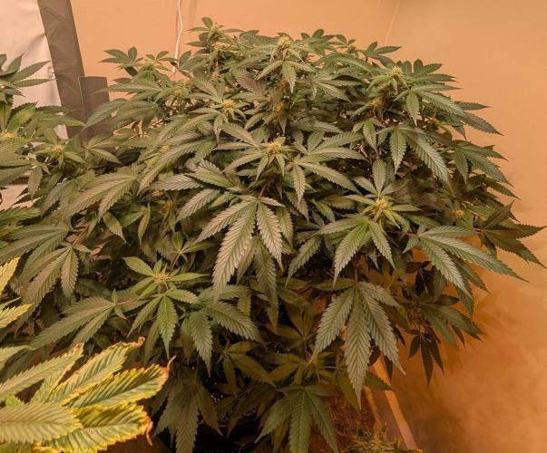 Gushers. Week 19