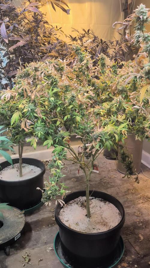 MAC Ganja